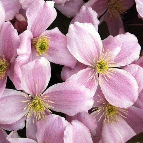 Clematis montana Elizabeth