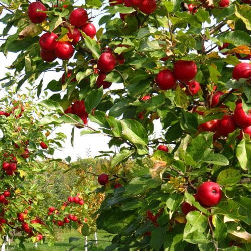 Apple Lough Tree of Wexford - Future Forests