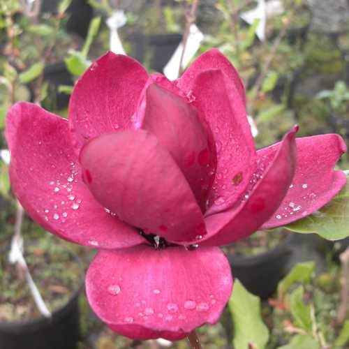 Magnolia x soulangeana lilliflora Genie - Future Forests