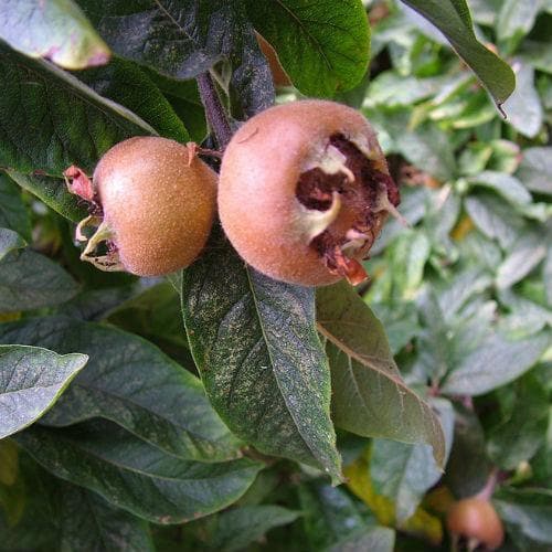 Medlar Dutch Monstrous