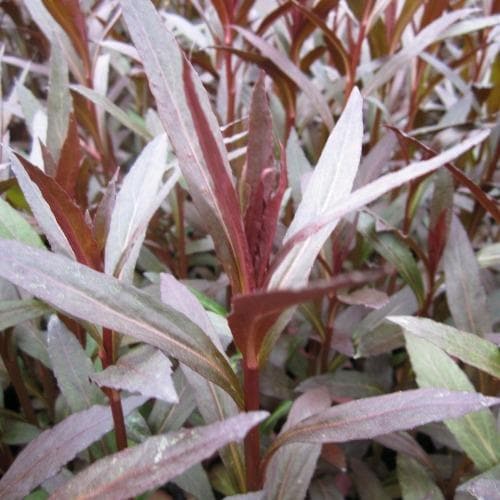 Lobelia cardinalis Queen Victoria