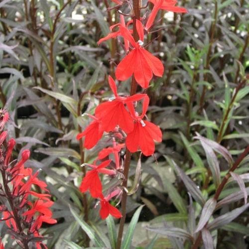 Lobelia cardinalis Queen Victoria