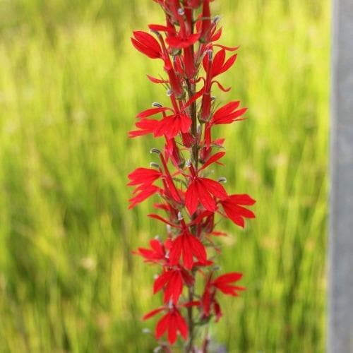 Lobelia cardinalis Queen Victoria