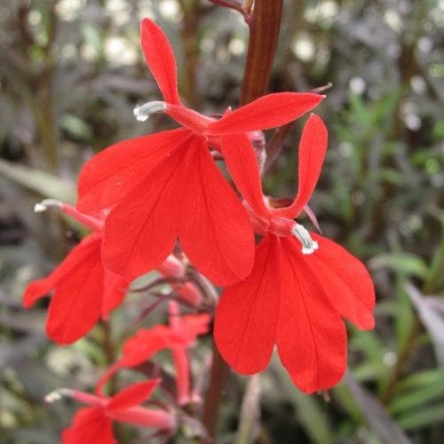 Lobelia cardinalis Queen Victoria