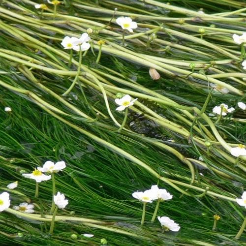 Ranunculus aquatilis - Common Water Crowfoot (Oxegenator)