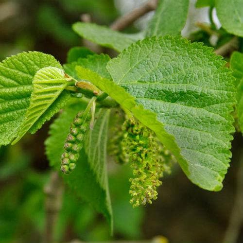 Black Mulberry - Future Forests