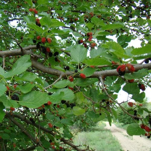 Black Mulberry - Future Forests