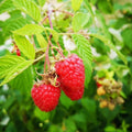 Raspberry Octavia - Summer Fruiting Bareroot / 1yr / Pack of 5