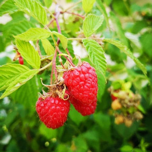 Raspberry Octavia - Summer Fruiting Bareroot / 1yr / Pack of 5
