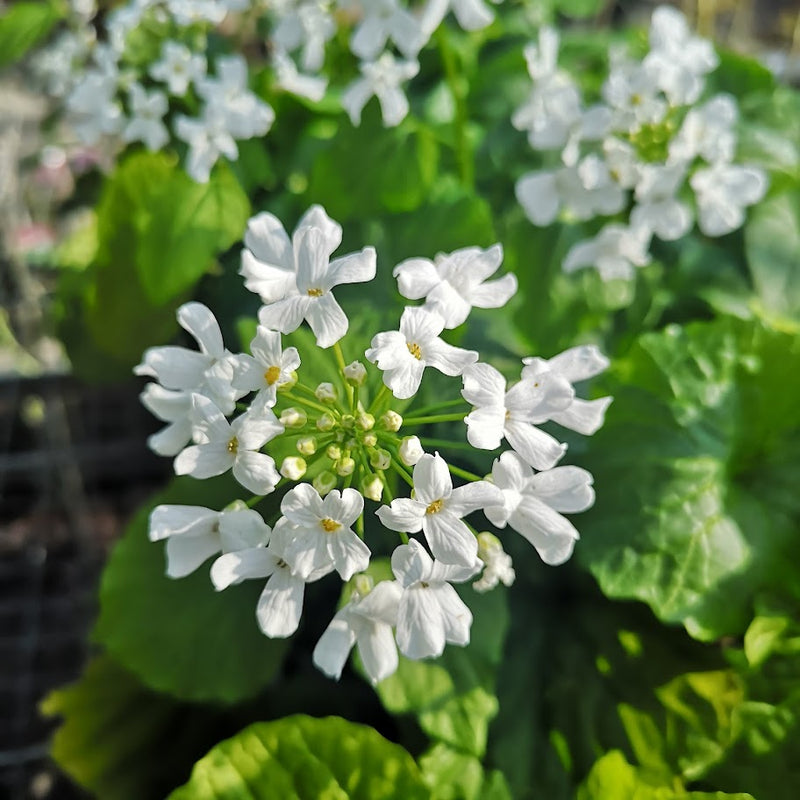 Pachyphragma macrophyllum