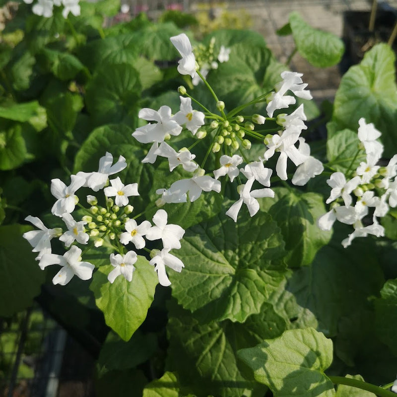 Pachyphragma macrophyllum