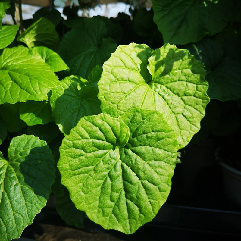 Pachyphragma macrophyllum