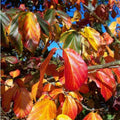 Parrotia persica Persian Ironwood - Future Forests