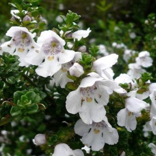 Prostanthera cuneata