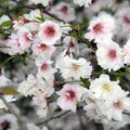 Prunus incisa February Pink - Future Forests