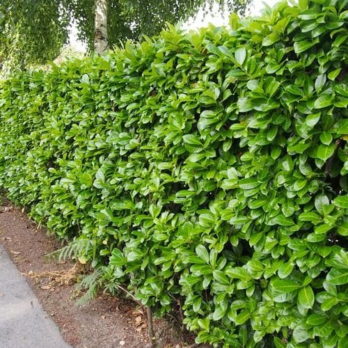 Prunus laurocerasus Rotundifolia - Cherry Laurel - Future Forests