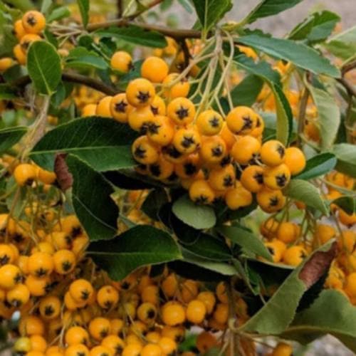 Pyracantha Golden Charmer Pot | 9cm