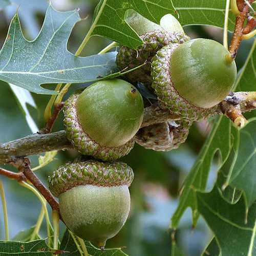 Quercus Buckleyi - Texas Red Oak - Future Forests