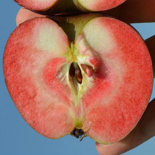 Apple Red Devil - Future Forests