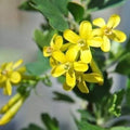 Ribes Odoratum aureum