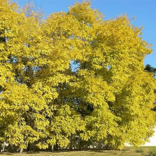 Robinia pseudoacacia Frisia - Golden Robinia - Future Forests