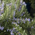 Rosmarinus officinalis Pointe du Raz - Future Forests