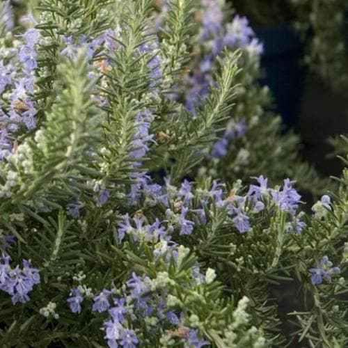 Rosmarinus officinalis Pointe du Raz - Future Forests