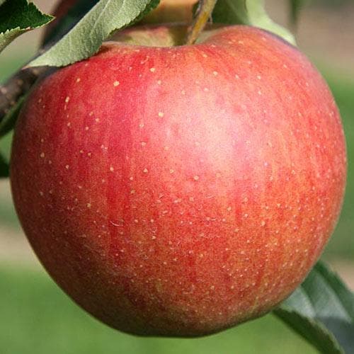 Apple Rubinette - Future Forests