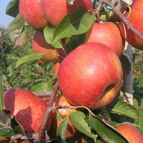 Apple Rubinette - Future Forests