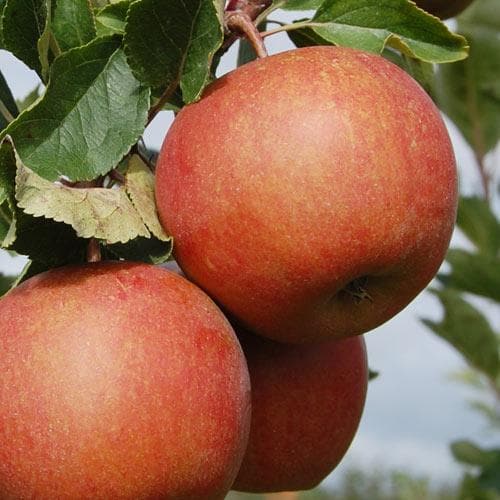 Apple Rubinette - Future Forests