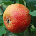 Apple Scarlet Crofton - Future Forests