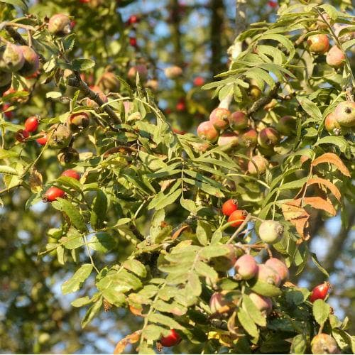 Sorbus domestica - True Service Tree - Future Forests