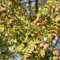 Sorbus domestica - True Service Tree Bareroot | 1-2ft
