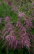 Tamarix ramosissima Pink Cascade