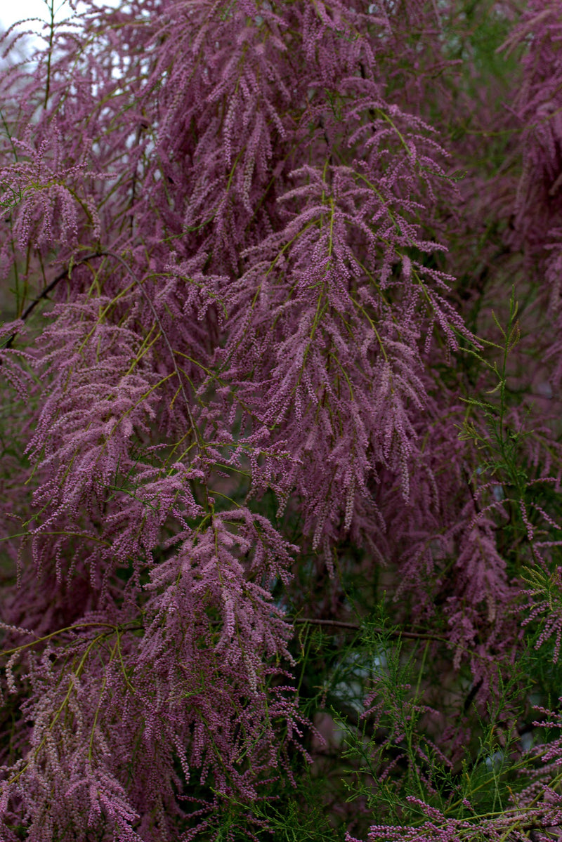 Tamarix ramosissima Pink Cascade