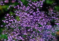 Thalictrum delavayi Hewitt's Double