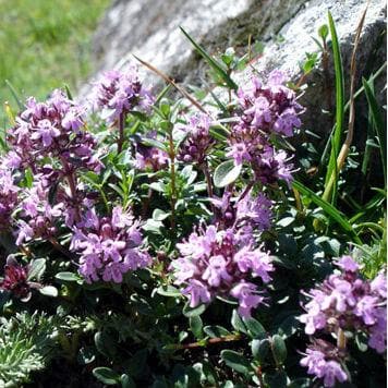 Thyme, Wild - Future Forests