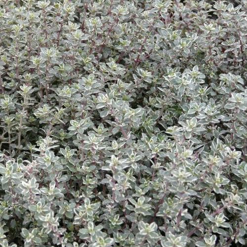 Thyme Silver Posie - Future Forests