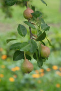 Pear Beurre Hardy
