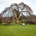 Fagus sylvatica (Atropurpurea Group) Purpurea Pendula