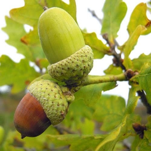 Quercus robur - Common Oak - Future Forests