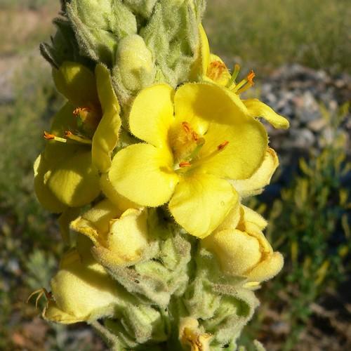 Verbascum thapsus - Future Forests