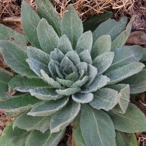 Verbascum thapsus - Future Forests