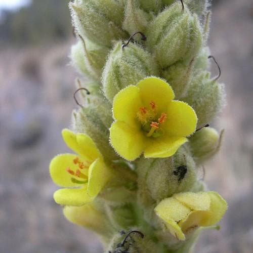 Verbascum thapsus - Future Forests