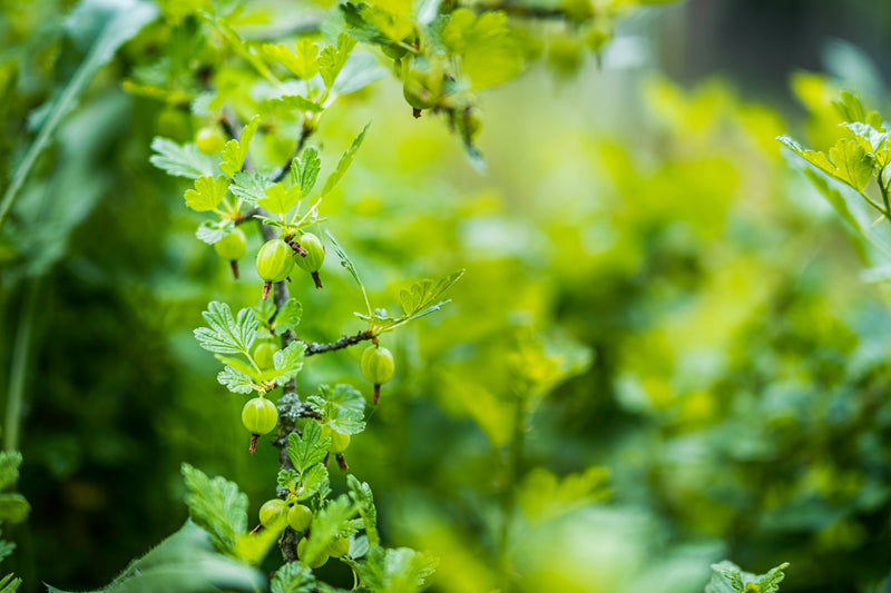 Gooseberry Hinnonmaki Green