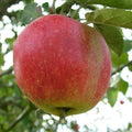 Apple Worcester Pearmain - Future Forests